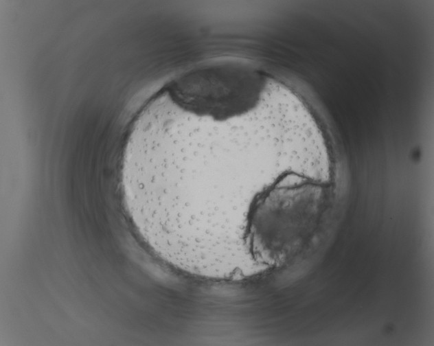 X0000115840529200912242019