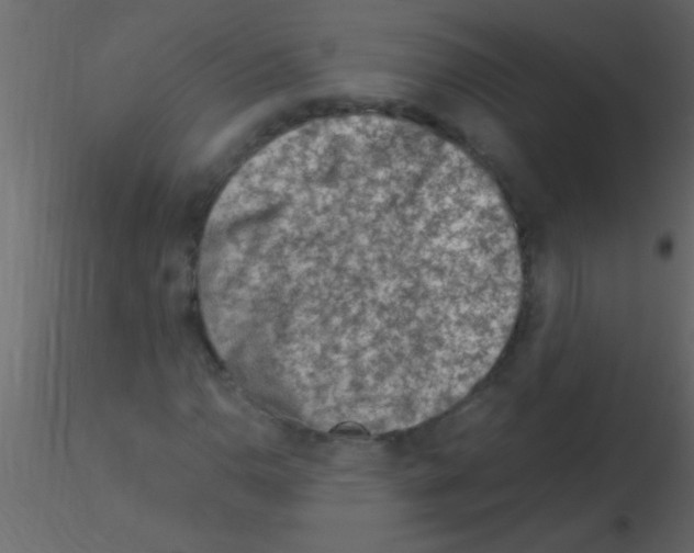 X0000115841110200912242011