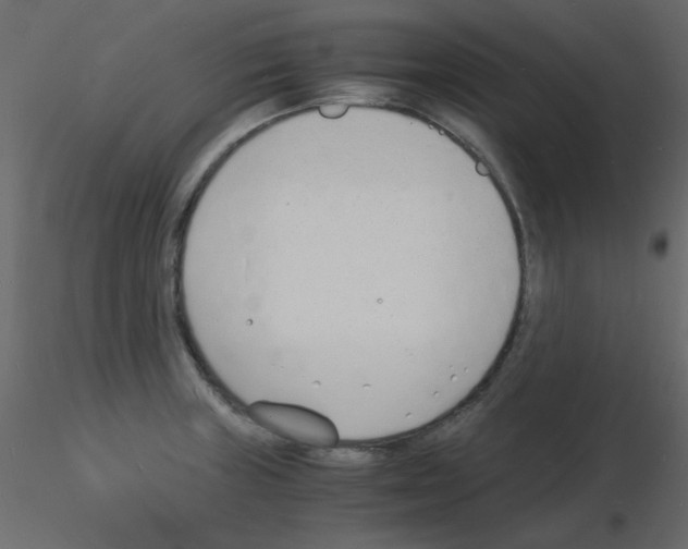 X0000115841235200912242010