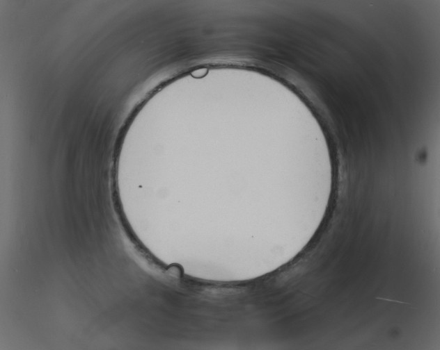 X0000115841237200912242010