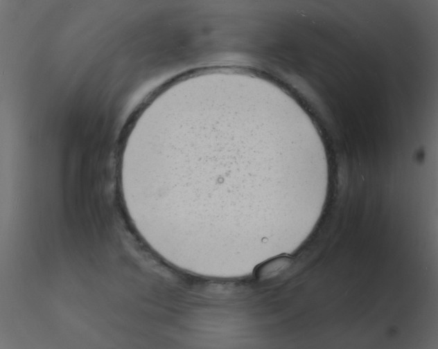 X0000115841364200912242008