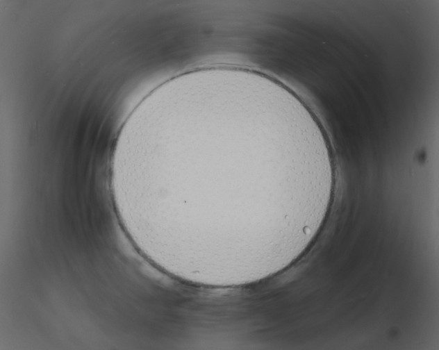 X0000115841390200912242007