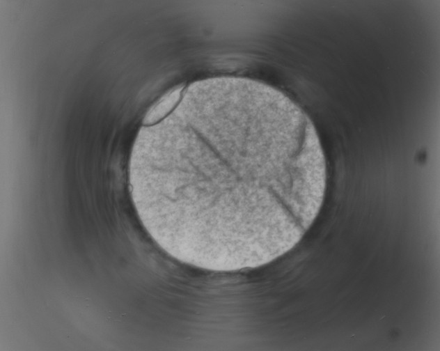 X0000115841394200912242007