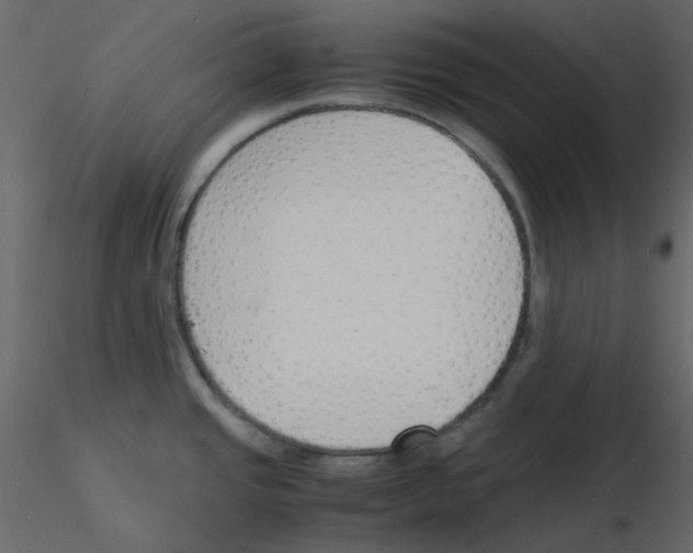 X0000115841437200912242007