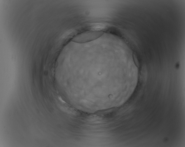 X0000115841441200912242007