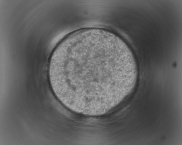 X0000115841463200912242007