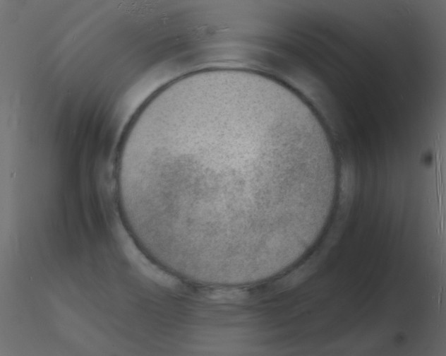 X0000115841466200912242006