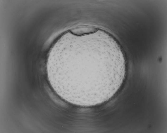 X0000115841499200912242006