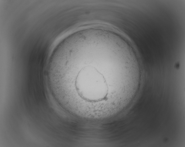 X0000115841514200912242006