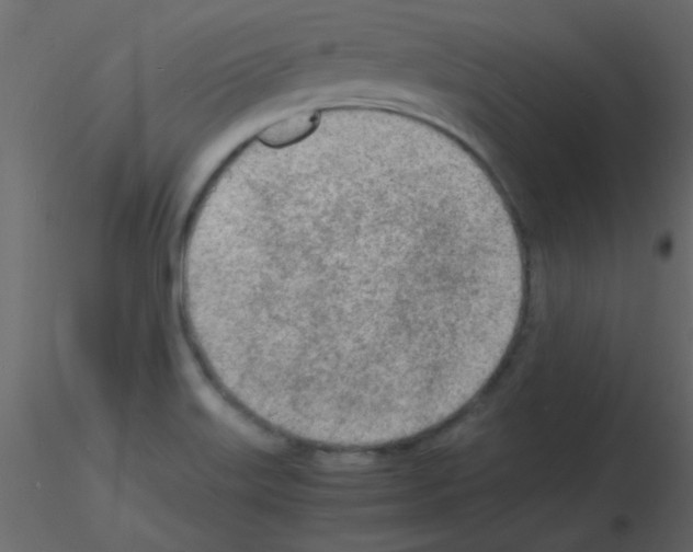 X0000115841515200912242006