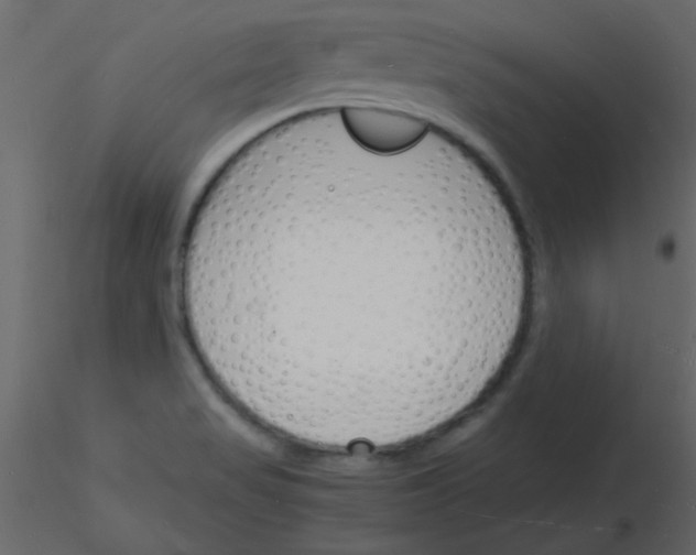 X0000115841517200912242006