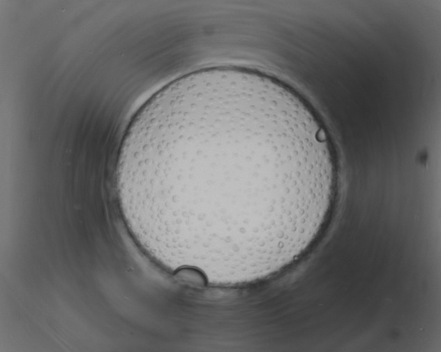 X0000115841521200912242006