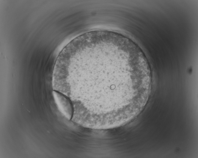 X0000115841529200912242006