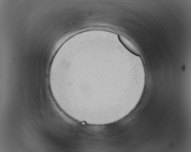 X0000115841533200912242006