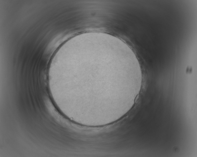X0000115850002200912242047