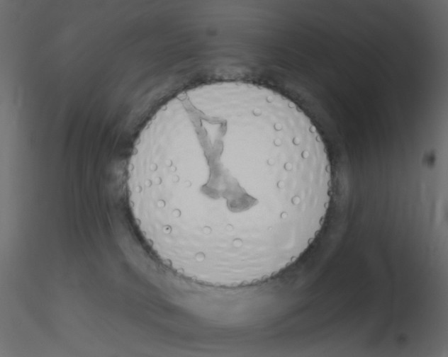 X0000115850034200912242047