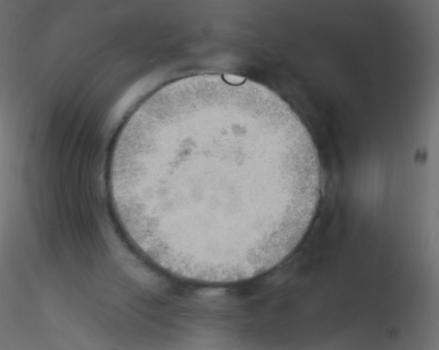 X0000115850054200912242046