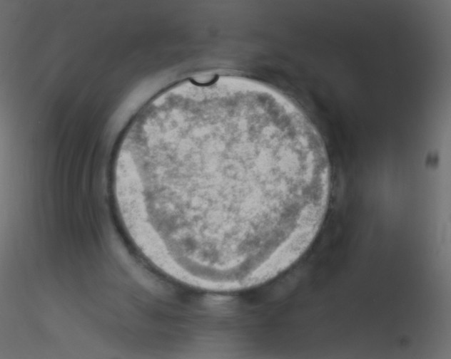X0000115850055200912242046