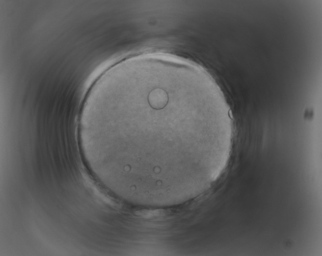 X0000115850100200912242046