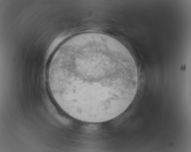 X0000115850102200912242046