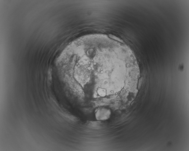 X0000115850127200912242046