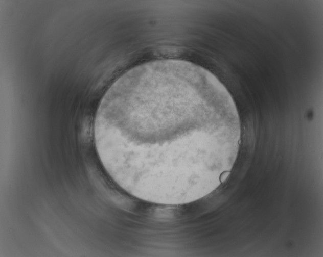 X0000115850134200912242045