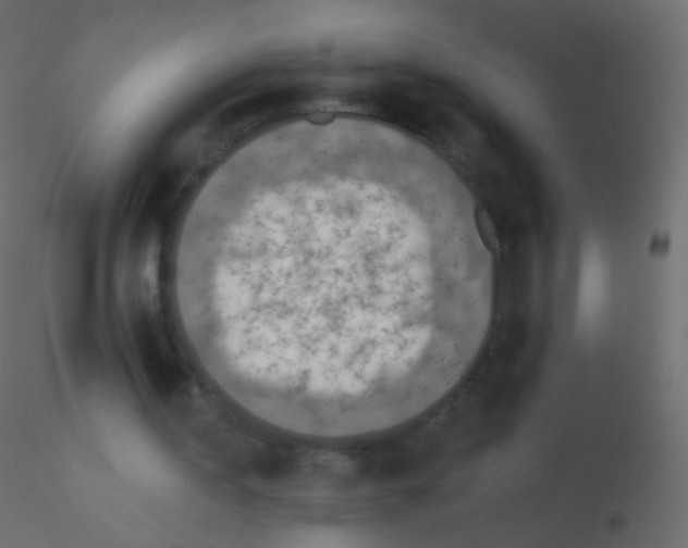 X0000115850195200912242045