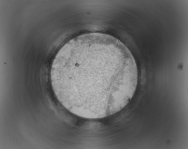 X0000115850210200912242044