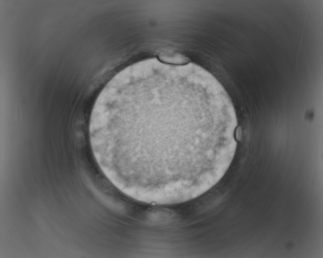 X0000115850215200912242044
