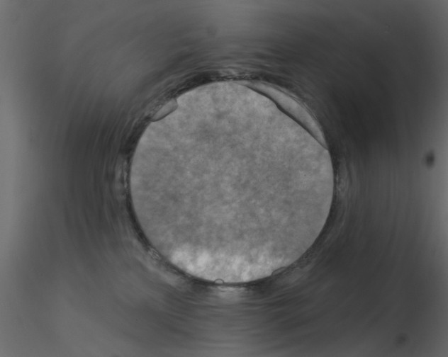 X0000115850233200912242044