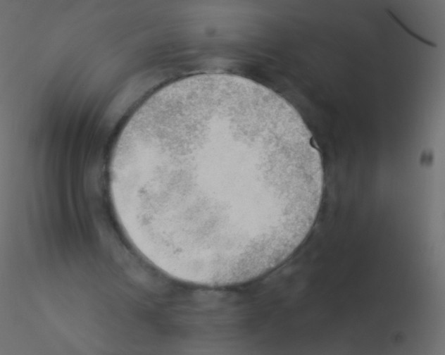 X0000115850242200912242043