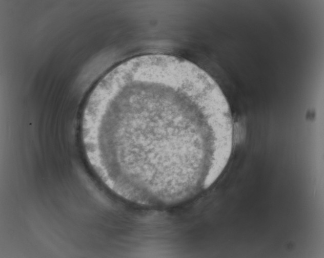 X0000115850243200912242043