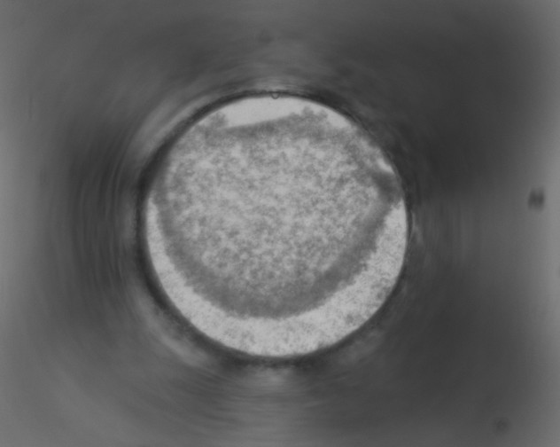 X0000115850247200912242043