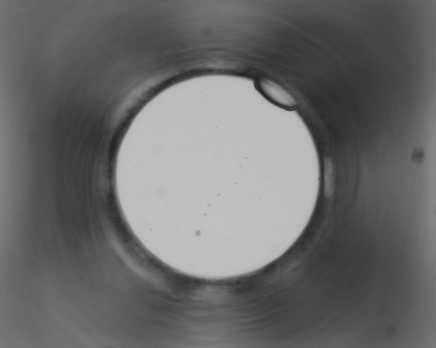 X0000115850252200912242043