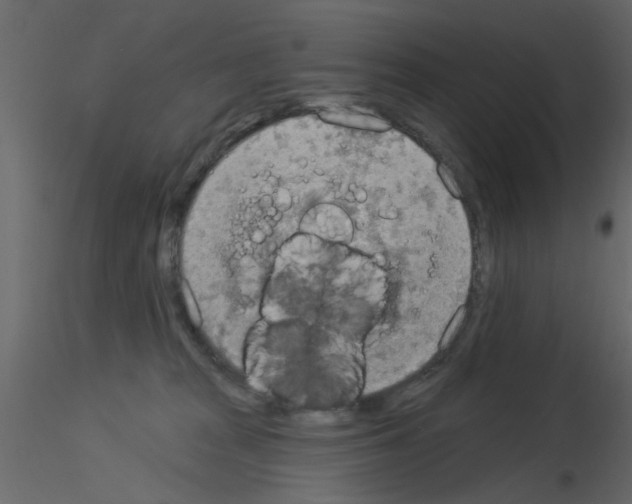 X0000115850277200912242044