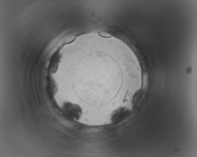 X0000115850291200912242043