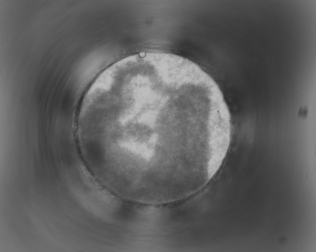 X0000115850293200912242043