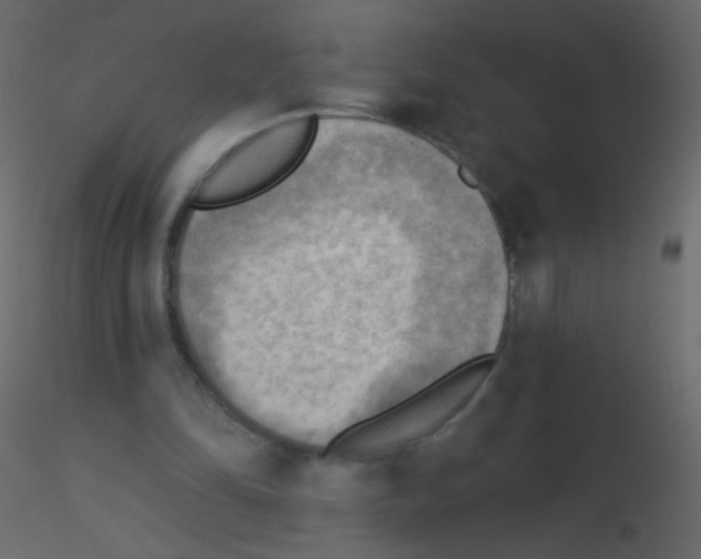 X0000115850294200912242043