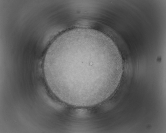X0000115850302200912242043
