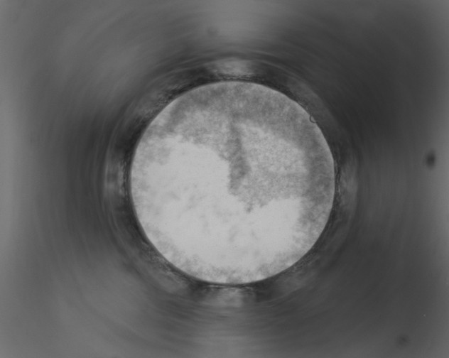 X0000115850330200912242043