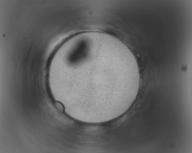 X0000115850342200912242042