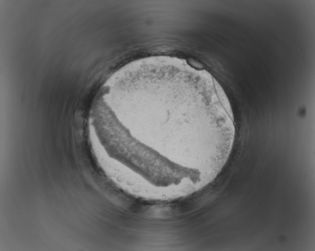 X0000115850366200912242042