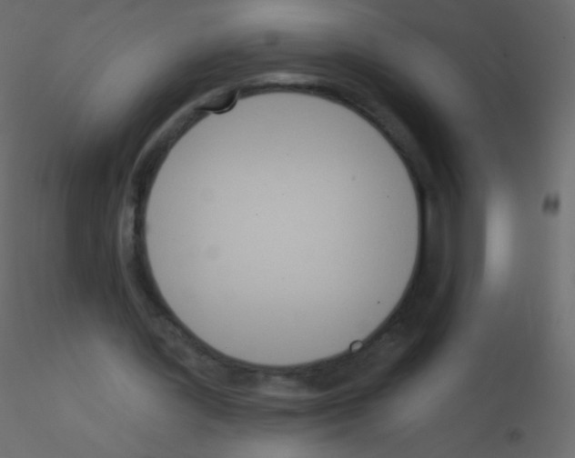 X0000115850387200912242042