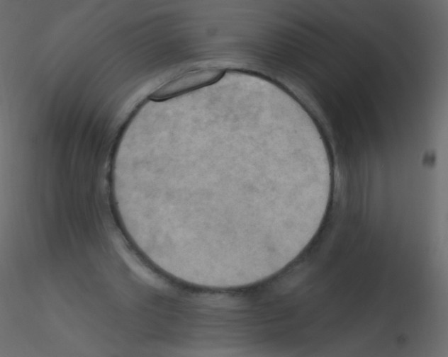 X0000115850389200912242042