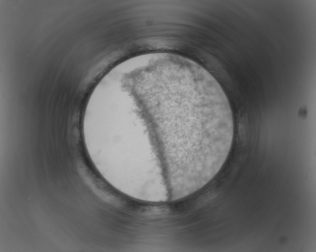 X0000115850398200912242042