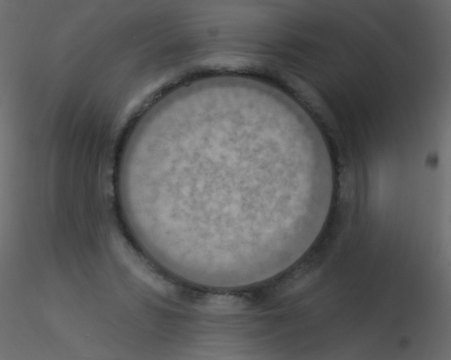X0000115850399200912242042