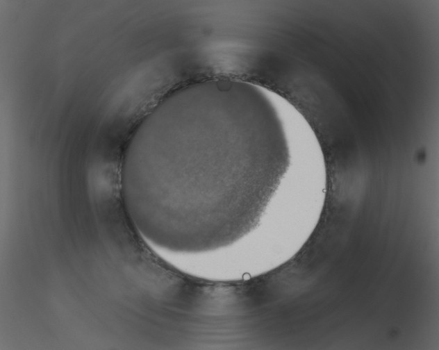 X0000115850419200912242042