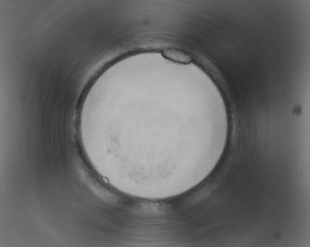 X0000115850439200912242041