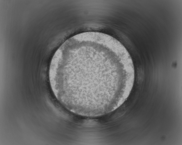 X0000115850451200912242041