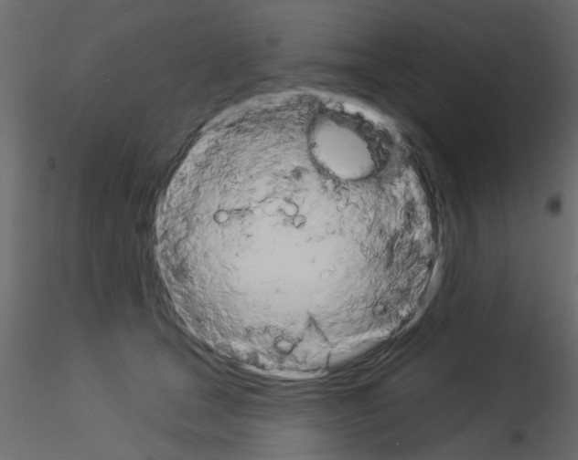 X0000115850465200912242041